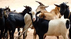 MEAT GOAT